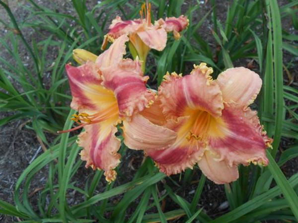 ht669 clump